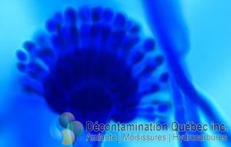 Décontamination Qc
